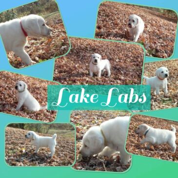 Welcome to Lake-Labs.com!